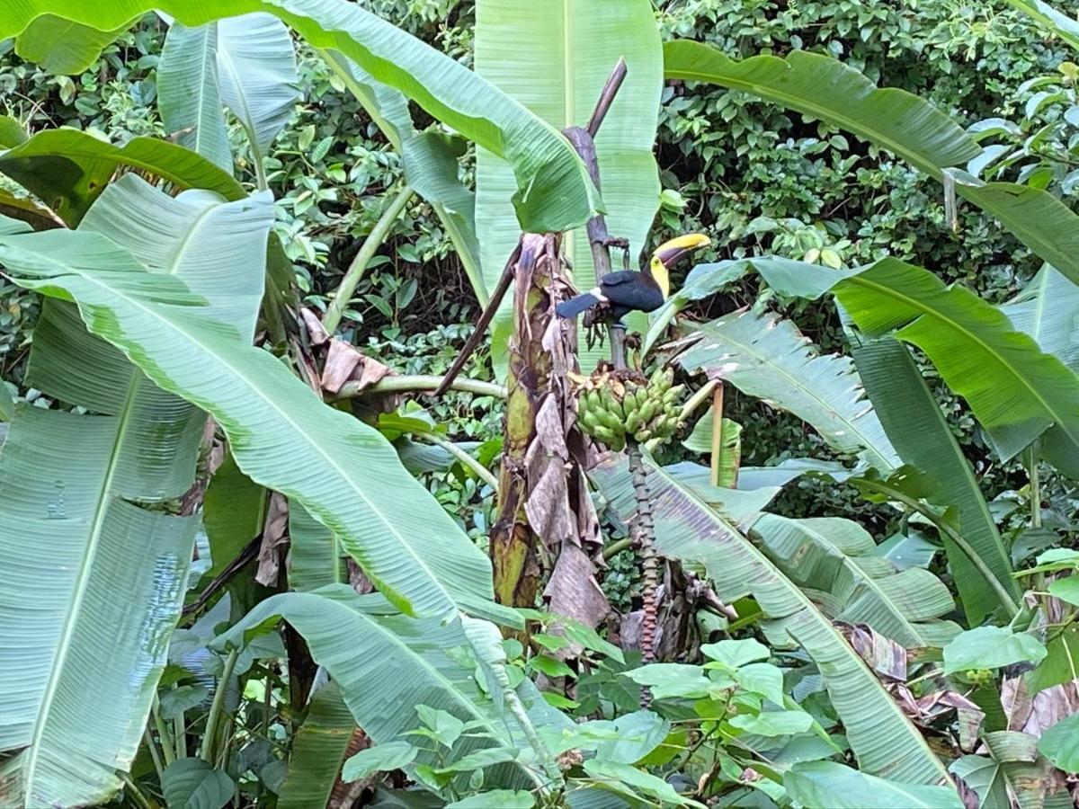 Mussaenda, Arenal Hotel La Fortuna Bagian luar foto